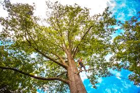 Best Seasonal Cleanup (Spring/Fall)  in Timpson, TX