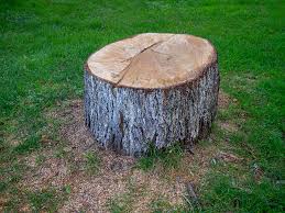 Best Fruit Tree Pruning  in Timpson, TX