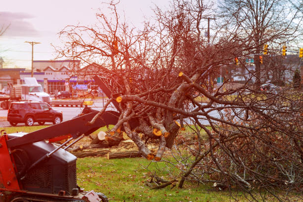 How Our Tree Care Process Works  in  Timpson, TX