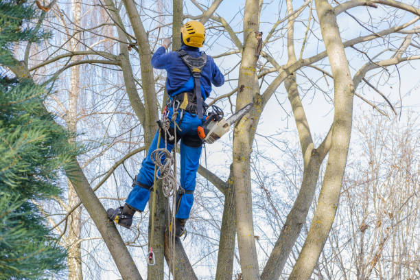 Best Fruit Tree Pruning  in Timpson, TX