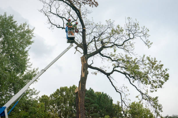 Best Fruit Tree Pruning  in Timpson, TX