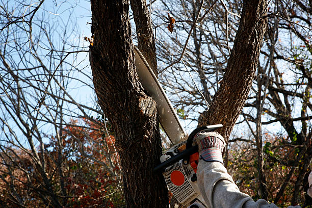 Best Tree and Shrub Care  in Timpson, TX